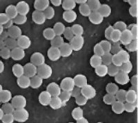 стафилококк